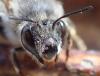 Anthophora plumipes